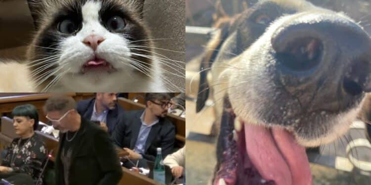 Cagliari, lotta al randagismo: educare le nuove generazioni e sensibilizzare i più grandi