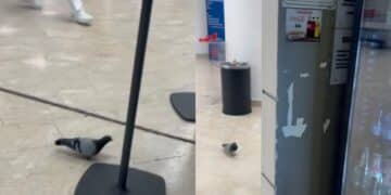 Cagliari, dopo il topo anche i piccioni banchettano all’interno del Brotzu