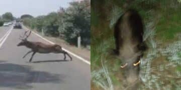 Animali liberi di causare incidenti, si riaccende il dibattito sulla sicurezza stradale