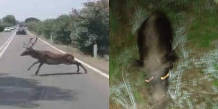 Animali liberi di causare incidenti, si riaccende il dibattito sulla sicurezza stradale