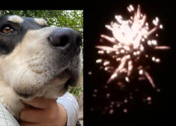 Sardara, niente fuochi d’artificio per Santa Anastasia: i fondi andranno al canile