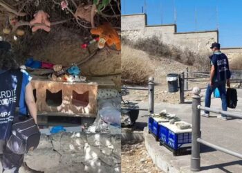 Cagliari, gatti spariti ai Giardini Pubblici: scattano i controlli delle guardie zoofile