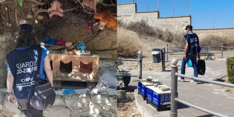 Cagliari, gatti spariti ai Giardini Pubblici: scattano i controlli delle guardie zoofile