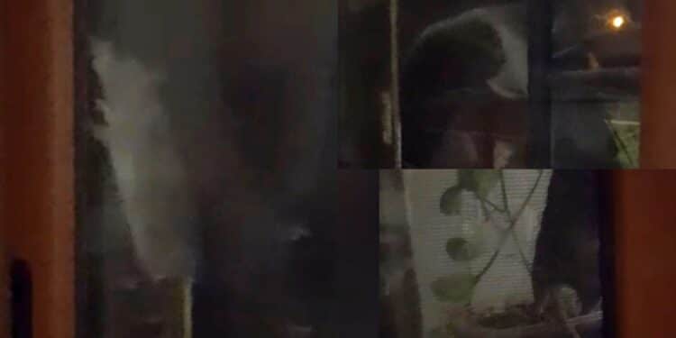 Cagliari, in via Francesco Fara grossi topi a caccia di cibo e nuove tane: cittadini in rivolta