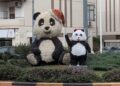 Quartu, a sorpresa la famiglia cresce: due panda nella rotatoria