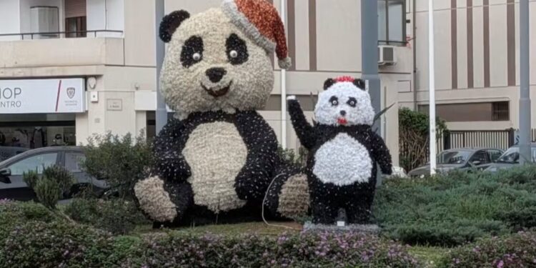 Quartu, a sorpresa la famiglia cresce: due panda nella rotatoria