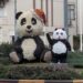 Quartu, a sorpresa la famiglia cresce: due panda nella rotatoria