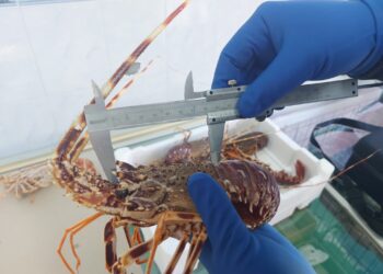 Cagliari, la Guardia costiera contro la pesca irregolare: sequestrate oltre 7 tonnellate di prodotti ittici, sanzioni per 30 mila euro