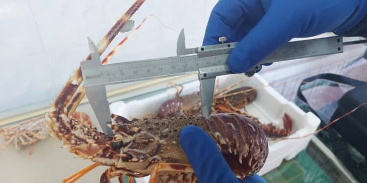 Cagliari, la Guardia costiera contro la pesca irregolare: sequestrate oltre 7 tonnellate di prodotti ittici, sanzioni per 30 mila euro