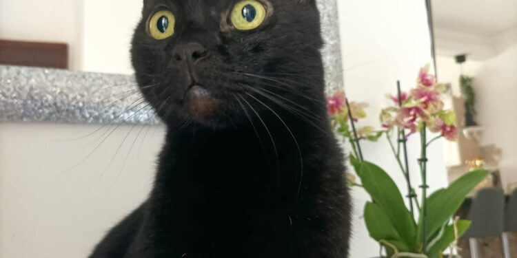 E’ la giornata mondiale del gatto nero, contro superstizione e maltrattamenti
