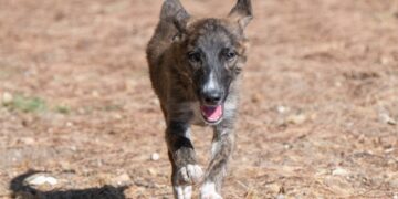 Sinnai, aggredita da un cane in via Ninasuni: l’animale non potrà più uscire