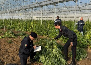 Scoperta una maxi piantagione di marijuana a Monastir: arrestate sei persone