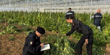 Scoperta una maxi piantagione di marijuana a Monastir: arrestate sei persone