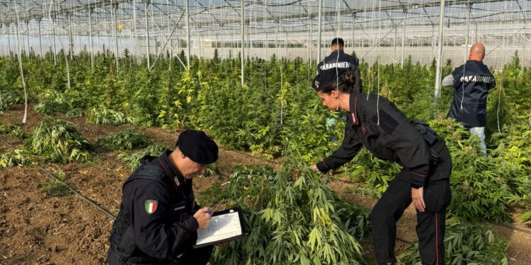 Scoperta una maxi piantagione di marijuana a Monastir: arrestate sei persone