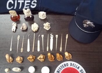 Muravera, vendeva oggetti in avorio: 60enne denunciata, ora rischia l’arresto fino a 2 anni