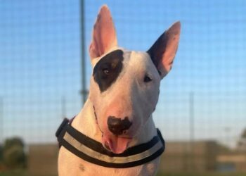 Colpita da un tumore cerebrale a soli 6 anni, Vicky deve sostenere cure costosissime a Zurigo