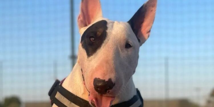 Colpita da un tumore cerebrale a soli 6 anni, Vicky deve sostenere cure costosissime a Zurigo