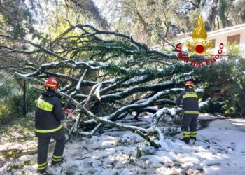 San Leonardo, allarme per la caduta di alcuni alberi: in azione i vigili del fuoco