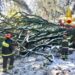 San Leonardo, allarme per la caduta di alcuni alberi: in azione i vigili del fuoco
