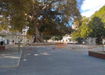 Cagliari, il grande ficus di piazza Matteotti rischia di crollare: area transennata, vietato passare