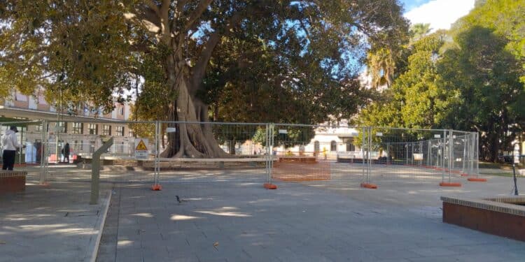 Cagliari, il grande ficus di piazza Matteotti rischia di crollare: area transennata, vietato passare