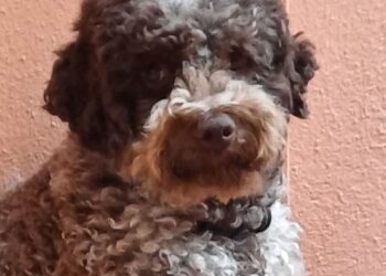 Radio Zampetta Sarda, lauta ricompensa per chi riporta Bingo a casa