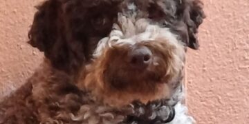 Radio Zampetta Sarda, lauta ricompensa per chi riporta Bingo a casa