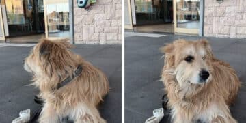 Il padrone Renè scompare a Cagliari, il suo cane ritrovato in Liguria