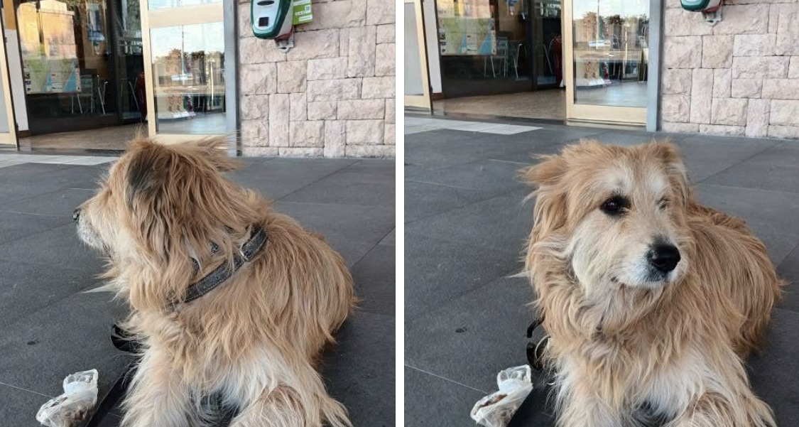 Il padrone Renè scompare a Cagliari, il suo cane ritrovato in Liguria -  Casteddu On line