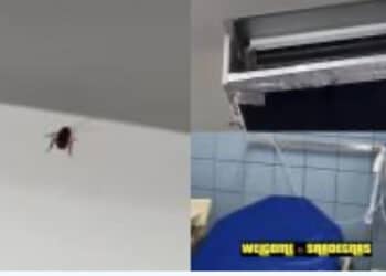 Blatte in ospedale, al Sirai di Carbonia sono stati filmati gli animali in un locale del nosocomio: il video diventa virale