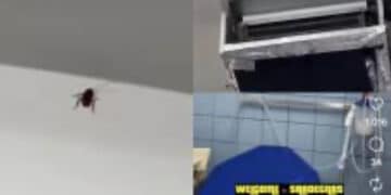 Blatte in ospedale, al Sirai di Carbonia sono stati filmati gli animali in un locale del nosocomio: il video diventa virale