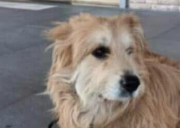 Cagliari, ritrovato Renè Tassi grazie al suo Magic