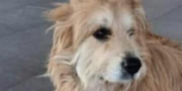 Cagliari, ritrovato Renè Tassi grazie al suo Magic