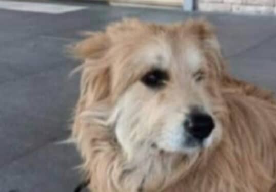 Cagliari, ritrovato Renè Tassi grazie al suo Magic