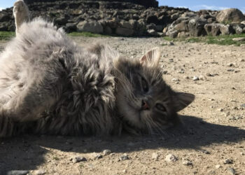 Barumini saluta Swiffer, lo splendido custode del nuraghe