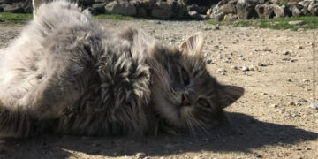 Barumini saluta Swiffer, lo splendido custode del nuraghe