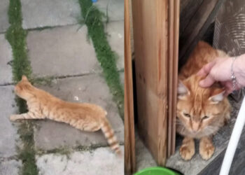 Capoterra, gatto con evidenti sintomi di avvelenamento trovato e salvato da un cittadino: “Ora sta bene, è stato adottato”
