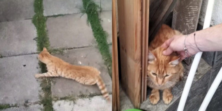 Capoterra, gatto con evidenti sintomi di avvelenamento trovato e salvato da un cittadino: “Ora sta bene, è stato adottato”