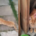 Capoterra, gatto con evidenti sintomi di avvelenamento trovato e salvato da un cittadino: “Ora sta bene, è stato adottato”