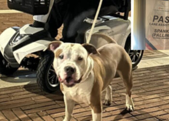 Carbonia, ritirata la querela al therapy dog Pallino: era stato visto senza museruola ad un evento