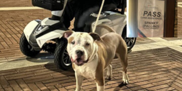 Carbonia, ritirata la querela al therapy dog Pallino: era stato visto senza museruola ad un evento