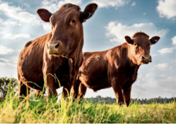 Dermatite bovina, Confagri: “Apertura UE su movimentazione ripaga i sacrifici degli allevatori”