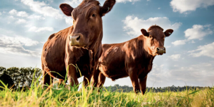 Dermatite bovina, Confagri: “Apertura UE su movimentazione ripaga i sacrifici degli allevatori”