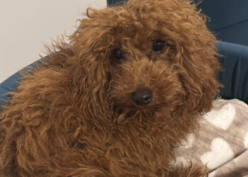 Radio Zampetta Sarda: smarrito Winnie a Cagliari in zona Sant’Avendrace, prevista ricompensa