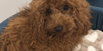 Radio Zampetta Sarda: smarrito Winnie a Cagliari in zona Sant’Avendrace, prevista ricompensa