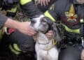 Santadi, i vigili del fuoco salvano un cane e una capra bloccati a Barrancu Mannu