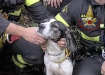 Santadi, i vigili del fuoco salvano un cane e una capra bloccati a Barrancu Mannu