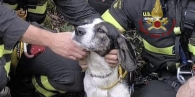 Santadi, i vigili del fuoco salvano un cane e una capra bloccati a Barrancu Mannu