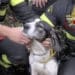 Santadi, i vigili del fuoco salvano un cane e una capra bloccati a Barrancu Mannu
