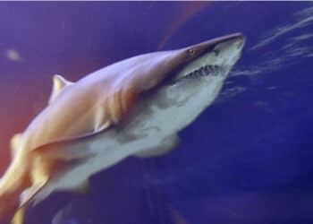 Tragedia in vacanza: turista di 25 anni muore sbranata da uno squalo